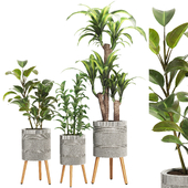 Indoor Plant Set V3
