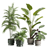 Indoor Plants Pack 42