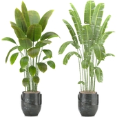 Indoor Plants in Ferm Living Bau Pot Large - Set06