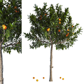 Orange Tree With Fruit 01