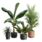 Indoor Plants Pack 43