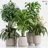 indoor plants set 021
