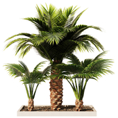 Palm Tree Set1