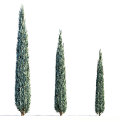 Arizonic Cypress