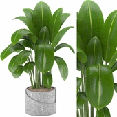 Indoor Plants in Ferm Living Bau Pot Large - Set07