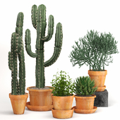 Indoor Plants Cactus In Clay Pot Set 04