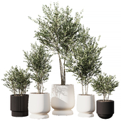 Indoor Plant Set V6_Olive Tree