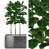 Indoor Plants in Ferm Living Bau Pot Large - Set010