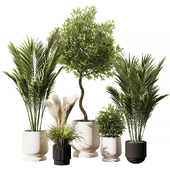 Indoor Plant Set V8_Palm_Olive_Pampas