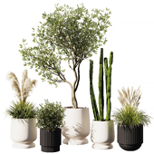 Indoor Plant Set V9 Pampas Cactus Olive