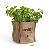 Basil in burlap (microgreens)