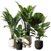Indoor Plant Set V10 - Paradise Licuala Howea