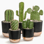 Cactus Indoor Plants Set 05