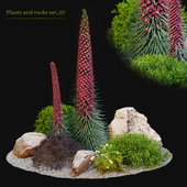 Rocks and plant 02