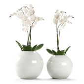 Orchids in round vases