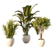 Indoor Plants set-Banana-palm-No.41