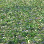spring summer grass