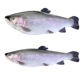Trout fish