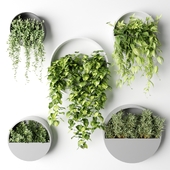Wall planter circles with potted ampelous plants