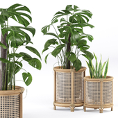 Indoor Plants - H&M rattan pot