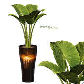 Alocasia flower-2