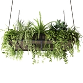 Indoor plants, hanging plants, hanging plants