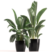 indoor plant set 039