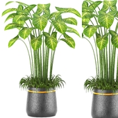 Indoor Plants in Ferm Living Bau Pot Large - Set09