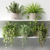 Potted plants on the shelf