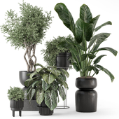 Indoor Plants In Concrete Pots - Set 1460