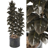 Indoor Plants in Ferm Living Bau Pot Large - Set012