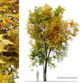 Autumn Fraxinus americana