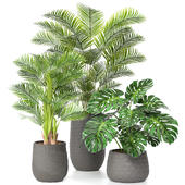 treez plants set 24