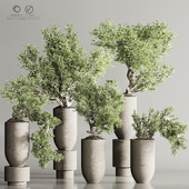 Bonsai And Indoor Plant Set 108