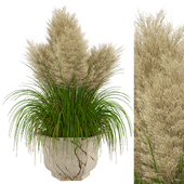 Outdoor Grass and Pampas Plants