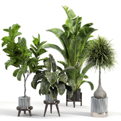 indoor plant collection 002