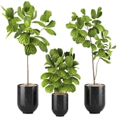 Indoor Plants in Ferm Living Bau Pot Large - Set015
