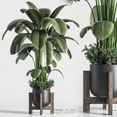 indoor plant 014