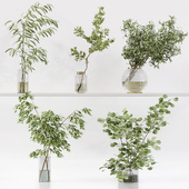 Collection Indoor Plants 03
