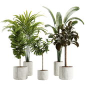Indoor Plants-Set003