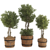 Decorative Potted Olive Tree