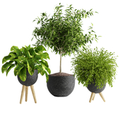 plant collection set 03 (Vray)