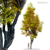 autumn locust tree