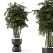 Indoor Plants In Concrete Pots - Set 1473