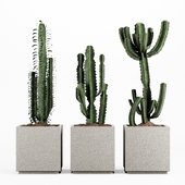 Indoor Plants-Set004