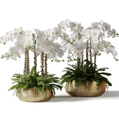 2 Orchids in brass pots