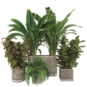 Indoor plant collection set 08