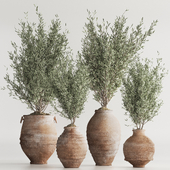 Olive Tree In Antique Pottery And Indoor Plant Set 86(Vray)
