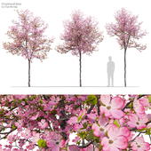 Dogwood tree (flowering)