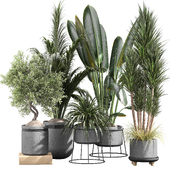 Indoor Plant Set 10